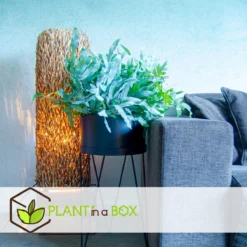 Plant In A Box - Phlebodium Aureum 'Blue Star' - Gemakkelijk Te Verzorgen Blauwvaren - Pot 17cm - Hoogte 40-50cm -Goedkope Groene Liefde Winkel 1200x1200 585