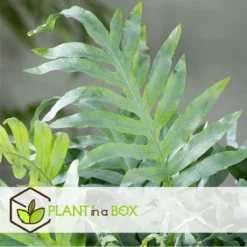 Plant In A Box - Phlebodium Aureum 'Blue Star' - Gemakkelijk Te Verzorgen Blauwvaren - Pot 17cm - Hoogte 40-50cm -Goedkope Groene Liefde Winkel 1200x1200 586