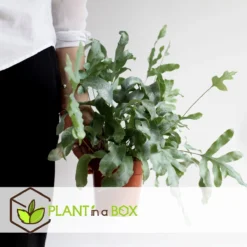 Plant In A Box - Phlebodium Aureum 'Blue Star' - Gemakkelijk Te Verzorgen Blauwvaren - Pot 17cm - Hoogte 40-50cm -Goedkope Groene Liefde Winkel 1200x1200 587