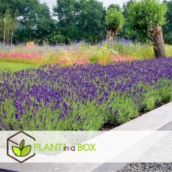 Plant In A Box - Lavandula Angustifolia - Set Van 6 - Winterharde Lavendel Struikjes - Pot 10.5cm - Hoogte 10-15cm -Goedkope Groene Liefde Winkel 1200x1200 592