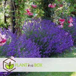 Plant In A Box - Lavandula Angustifolia - Set Van 6 - Winterharde Lavendel Struikjes - Pot 10.5cm - Hoogte 10-15cm -Goedkope Groene Liefde Winkel 1200x1200 593