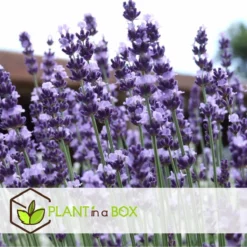 Plant In A Box - Lavandula Angustifolia - Set Van 6 - Winterharde Lavendel Struikjes - Pot 10.5cm - Hoogte 10-15cm -Goedkope Groene Liefde Winkel 1200x1200 594