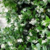 Witte Toscaanse Jasmijn (Sterjasmijn) - Klimplant | Wit - Groenblijvend / Wintergroen En Winterhard - ClematisOnline | 1,5 Liter Pot - Deze Jasmijn Plant Kan Gecombineerd Worden Met Andere Klimplanten Zoals Clematis Of Rozen In Bijv. Een Klimrek 2 Witte Toscaanse Jasmijn (Sterjasmijn) - Klimplant | Wit - Groenblijvend / Wintergroen En Winterhard - ClematisOnline | 1,5 Liter Pot - Deze Jasmijn Plant Kan Gecombineerd Worden Met Andere Klimplanten Zoals Clematis Of Rozen In Bijv. Een Klimrek -Goedkope Groene Liefde Winkel 1200x1200 596