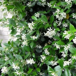 Witte Toscaanse Jasmijn (Sterjasmijn) - Klimplant | Wit - Groenblijvend / Wintergroen En Winterhard - ClematisOnline | 1,5 Liter Pot - Deze Jasmijn Plant Kan Gecombineerd Worden Met Andere Klimplanten Zoals Clematis Of Rozen In Bijv. Een Klimrek