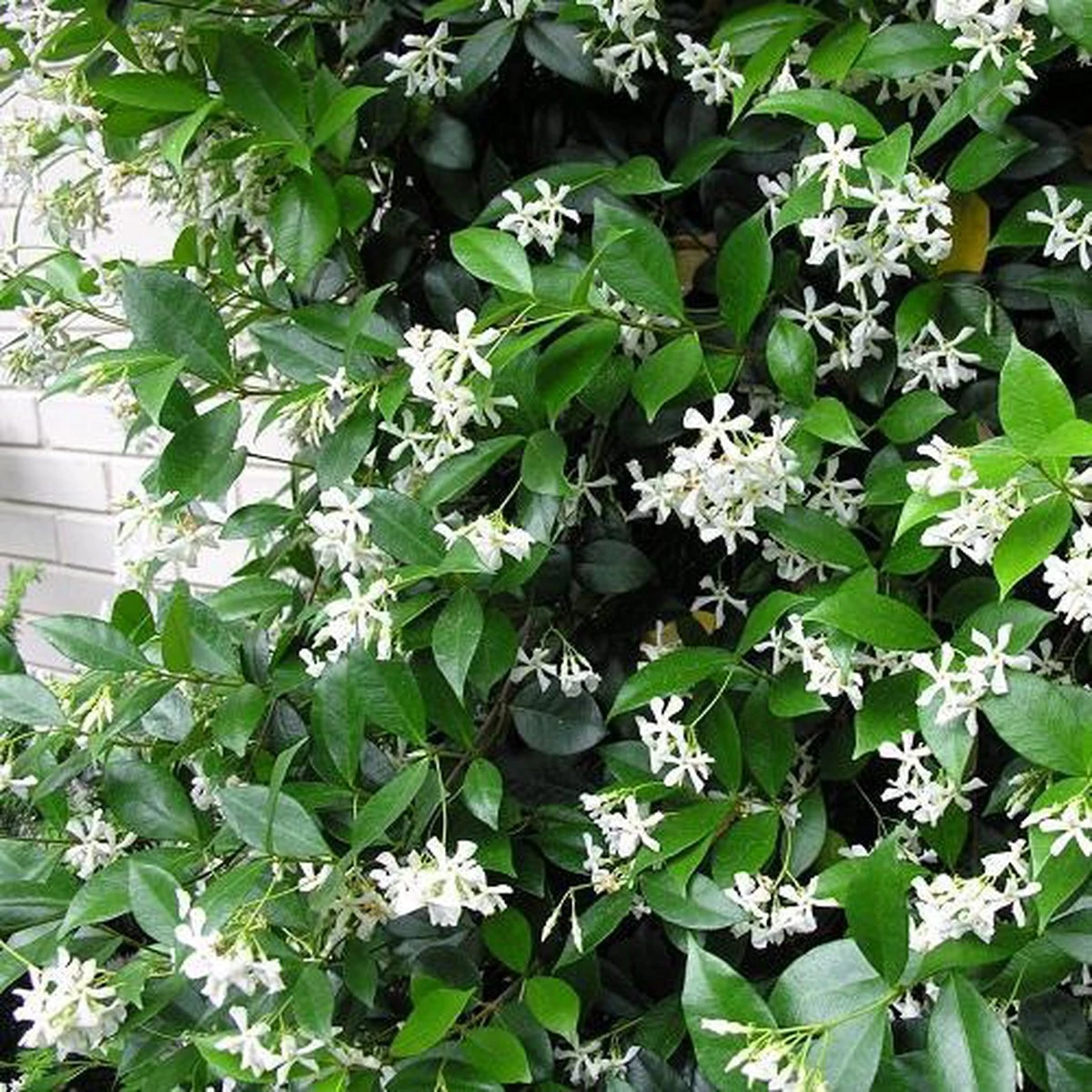 Witte Toscaanse Jasmijn (Sterjasmijn) - Klimplant | Wit - Groenblijvend / Wintergroen En Winterhard - ClematisOnline | 1,5 Liter Pot - Deze Jasmijn Plant Kan Gecombineerd Worden Met Andere Klimplanten Zoals Clematis Of Rozen In Bijv. Een Klimrek 3 Witte Toscaanse Jasmijn (Sterjasmijn) - Klimplant | Wit - Groenblijvend / Wintergroen En Winterhard - ClematisOnline | 1,5 Liter Pot - Deze Jasmijn Plant Kan Gecombineerd Worden Met Andere Klimplanten Zoals Clematis Of Rozen In Bijv. Een Klimrek