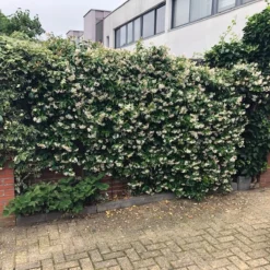Witte Toscaanse Jasmijn (Sterjasmijn) - Klimplant | Wit - Groenblijvend / Wintergroen En Winterhard - ClematisOnline | 1,5 Liter Pot - Deze Jasmijn Plant Kan Gecombineerd Worden Met Andere Klimplanten Zoals Clematis Of Rozen In Bijv. Een Klimrek 14 Witte Toscaanse Jasmijn (Sterjasmijn) - Klimplant | Wit - Groenblijvend / Wintergroen En Winterhard - ClematisOnline | 1,5 Liter Pot - Deze Jasmijn Plant Kan Gecombineerd Worden Met Andere Klimplanten Zoals Clematis Of Rozen In Bijv. Een Klimrek -Goedkope Groene Liefde Winkel 1200x1200 599
