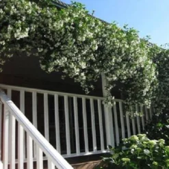 Witte Toscaanse Jasmijn (Sterjasmijn) - Klimplant | Wit - Groenblijvend / Wintergroen En Winterhard - ClematisOnline | 1,5 Liter Pot - Deze Jasmijn Plant Kan Gecombineerd Worden Met Andere Klimplanten Zoals Clematis Of Rozen In Bijv. Een Klimrek 15 Witte Toscaanse Jasmijn (Sterjasmijn) - Klimplant | Wit - Groenblijvend / Wintergroen En Winterhard - ClematisOnline | 1,5 Liter Pot - Deze Jasmijn Plant Kan Gecombineerd Worden Met Andere Klimplanten Zoals Clematis Of Rozen In Bijv. Een Klimrek -Goedkope Groene Liefde Winkel 1200x1200 600