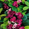 Akebia Quinata - Klimplant | Paars - Meerjarig En Groenblijvende Tuinplanten / Wintergroen - Bijnamen: Schijnaugurk / Klimbes | 1,5 Liter Pot 1 Akebia Quinata - Klimplant | Paars - Meerjarig En Groenblijvende Tuinplanten / Wintergroen - Bijnamen: Schijnaugurk / Klimbes | 1,5 Liter Pot -Goedkope Groene Liefde Winkel 1200x1200 601