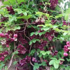 Akebia Quinata - Klimplant | Paars - Meerjarig En Groenblijvende Tuinplanten / Wintergroen - Bijnamen: Schijnaugurk / Klimbes | 1,5 Liter Pot 10 Akebia Quinata - Klimplant | Paars - Meerjarig En Groenblijvende Tuinplanten / Wintergroen - Bijnamen: Schijnaugurk / Klimbes | 1,5 Liter Pot -Goedkope Groene Liefde Winkel 1200x1200 602