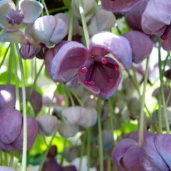 Akebia Quinata - Klimplant | Paars - Meerjarig En Groenblijvende Tuinplanten / Wintergroen - Bijnamen: Schijnaugurk / Klimbes | 1,5 Liter Pot 13 Akebia Quinata - Klimplant | Paars - Meerjarig En Groenblijvende Tuinplanten / Wintergroen - Bijnamen: Schijnaugurk / Klimbes | 1,5 Liter Pot -Goedkope Groene Liefde Winkel 1200x1200 604