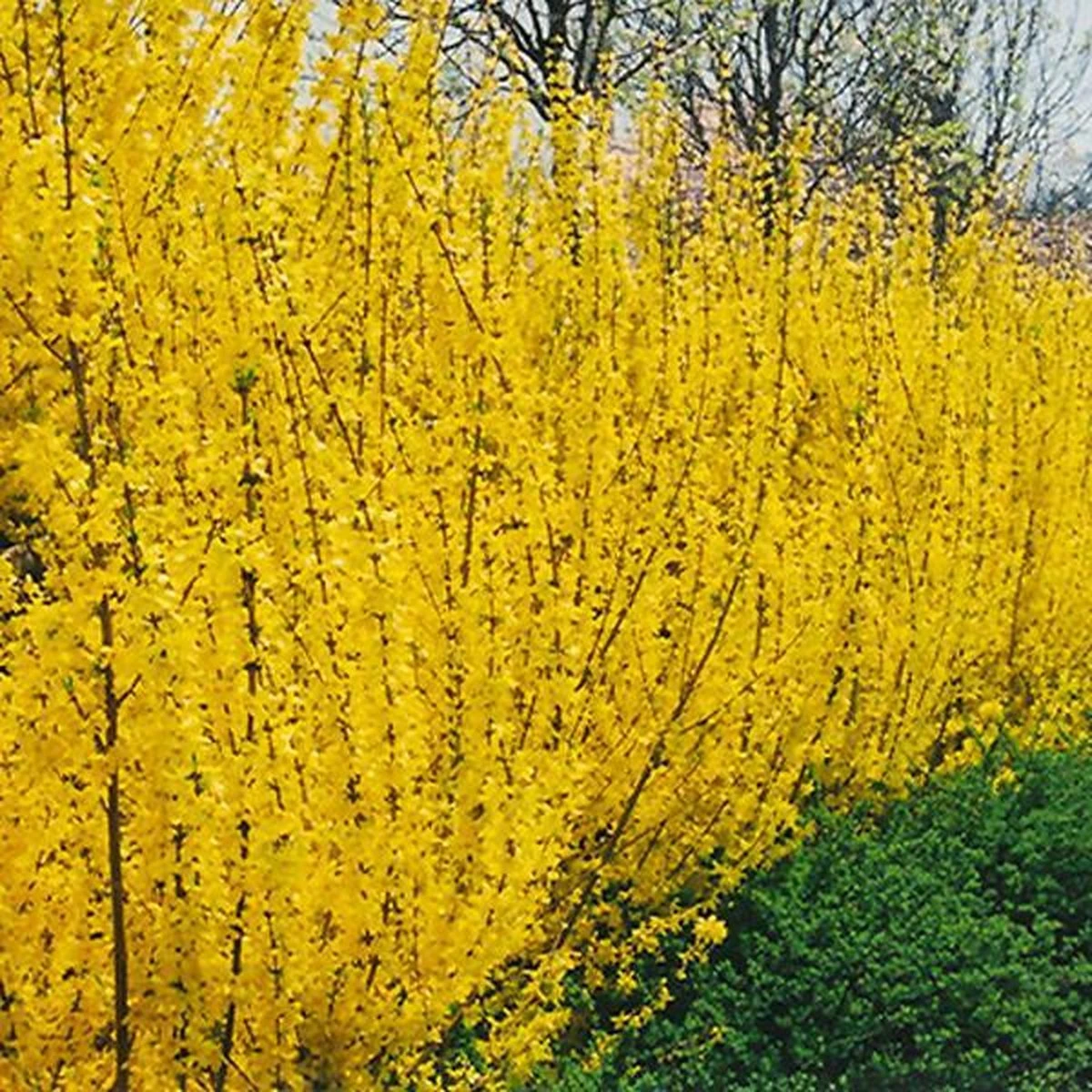 Forsythia Intermedia 'Lynwood' - Chinees Klokje 50-60 Cm In Pot 3 Forsythia Intermedia 'Lynwood' - Chinees Klokje 50-60 Cm In Pot