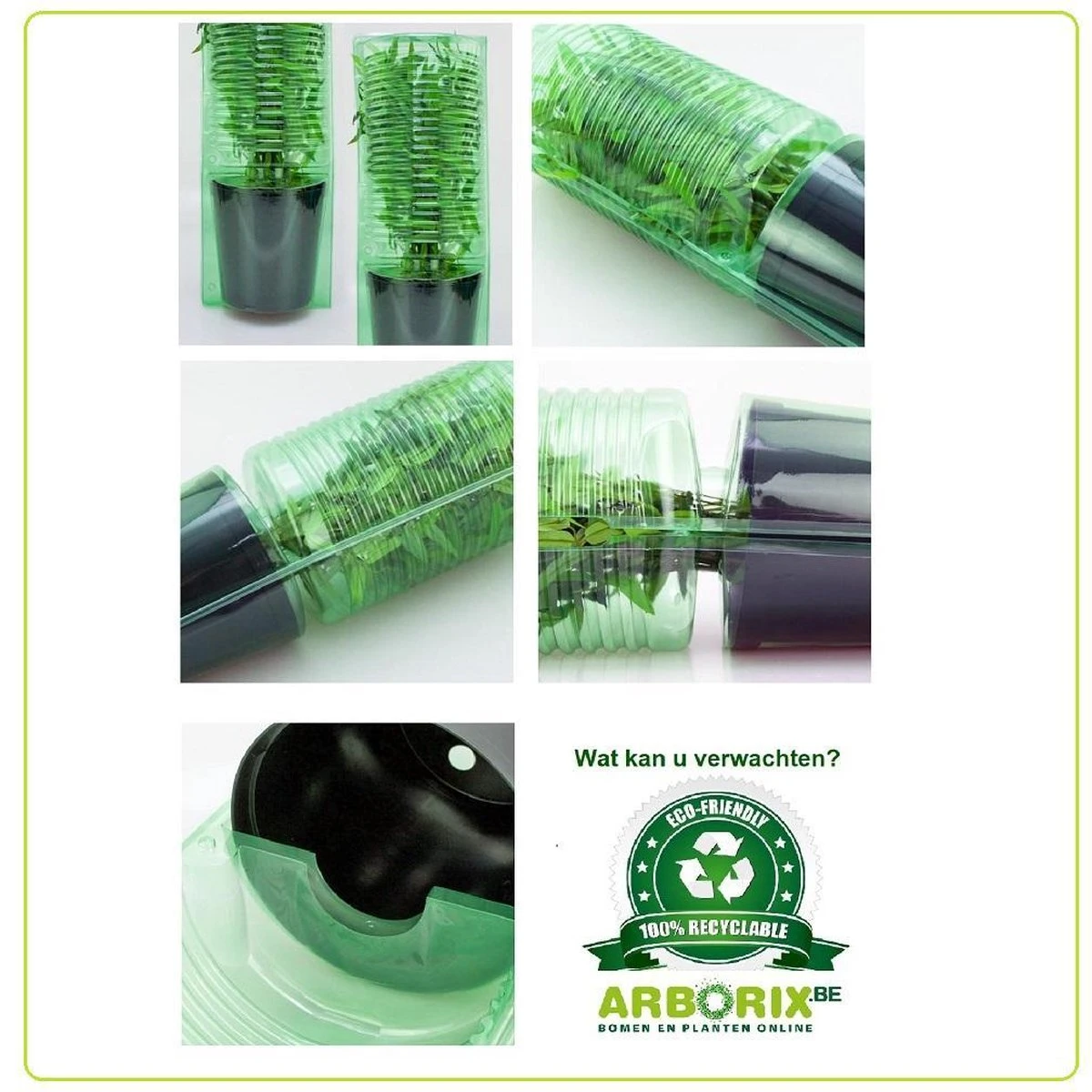 Forsythia Intermedia 'Lynwood' - Chinees Klokje 50-60 Cm In Pot 6 Forsythia Intermedia 'Lynwood' - Chinees Klokje 50-60 Cm In Pot - Afbeelding 4