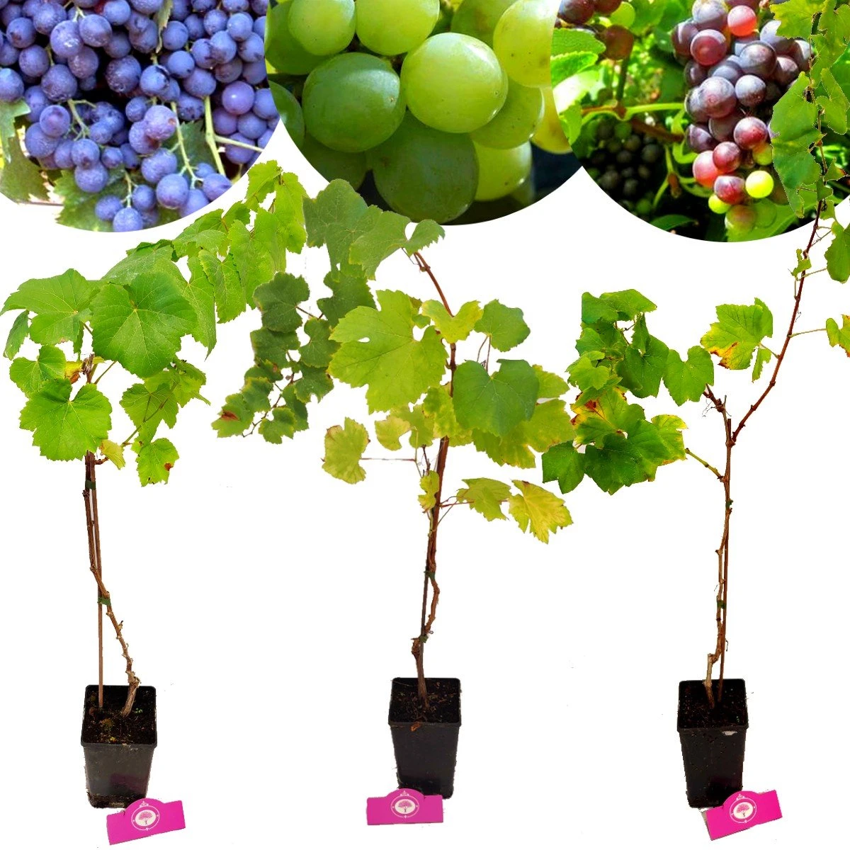 Set Van 3 Druivenplanten - Rode, Blauwe En Witte Druif - Hoogte 70cm - Vitis Vinifera 3 Set Van 3 Druivenplanten - Rode, Blauwe En Witte Druif - Hoogte 70cm - Vitis Vinifera