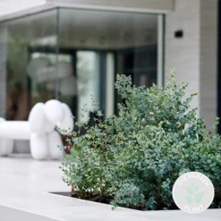 Eucalyptus Gunnii - Gomboom - Heester - Groenblijvend - ⌀14 Cm - 25-35 Cm 8 Eucalyptus Gunnii - Gomboom - Heester - Groenblijvend - ⌀14 Cm - 25-35 Cm -Goedkope Groene Liefde Winkel 1200x1200 614