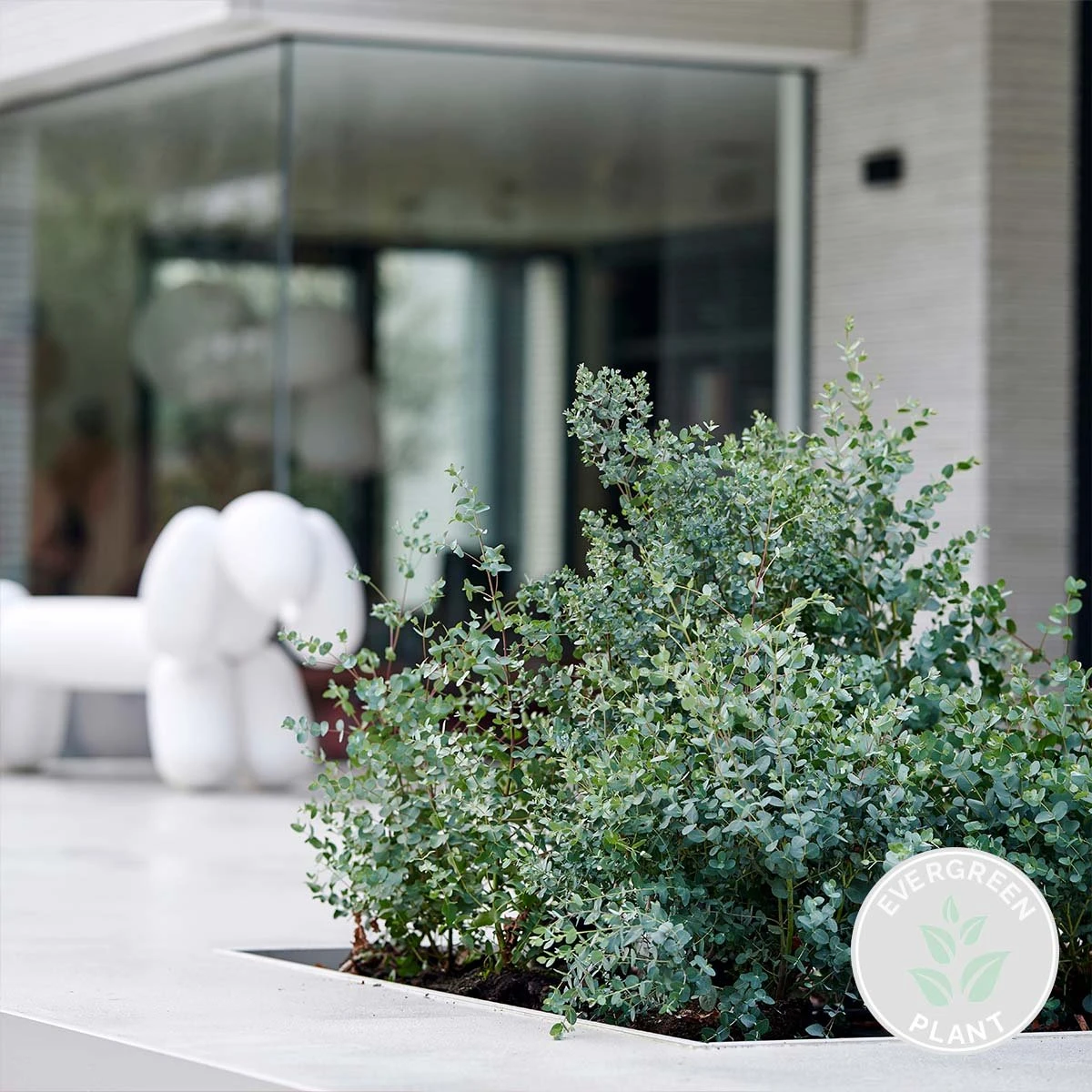 Eucalyptus Gunnii - Gomboom - Heester - Groenblijvend - ⌀14 Cm - 25-35 Cm 5 Eucalyptus Gunnii - Gomboom - Heester - Groenblijvend - ⌀14 Cm - 25-35 Cm - Afbeelding 3