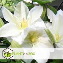 Plant In A Box - Mix Van 3 Clematis - Clematis Hybrid 'Mme Le Coultre', 'Hagley Hybrid', 'Polish Spirit' - Pot 9cm - Hoogte 25-40cm -Goedkope Groene Liefde Winkel 1200x1200 616