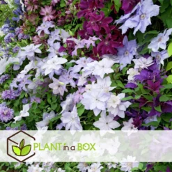 Plant In A Box - Mix Van 3 Clematis - Clematis Hybrid 'Mme Le Coultre', 'Hagley Hybrid', 'Polish Spirit' - Pot 9cm - Hoogte 25-40cm -Goedkope Groene Liefde Winkel 1200x1200 617