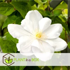 Plant In A Box - Mix Van 3 Clematis - Clematis Hybrid 'Mme Le Coultre', 'Hagley Hybrid', 'Polish Spirit' - Pot 9cm - Hoogte 25-40cm -Goedkope Groene Liefde Winkel 1200x1200 618