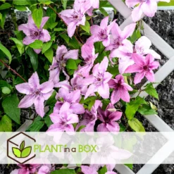 Plant In A Box - Mix Van 3 Clematis - Clematis Hybrid 'Mme Le Coultre', 'Hagley Hybrid', 'Polish Spirit' - Pot 9cm - Hoogte 25-40cm -Goedkope Groene Liefde Winkel 1200x1200 619