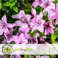 Plant In A Box - Mix Van 3 Clematis - Clematis Hybrid 'Mme Le Coultre', 'Hagley Hybrid', 'Polish Spirit' - Pot 9cm - Hoogte 25-40cm -Goedkope Groene Liefde Winkel 1200x1200 620