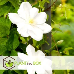 Plant In A Box - Mix Van 3 Clematis - Clematis Hybrid 'Mme Le Coultre', 'Hagley Hybrid', 'Polish Spirit' - Pot 9cm - Hoogte 25-40cm -Goedkope Groene Liefde Winkel 1200x1200 621