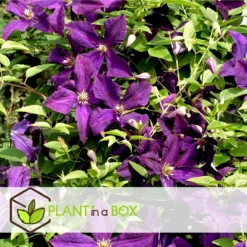 Plant In A Box - Mix Van 3 Clematis - Clematis Hybrid 'Mme Le Coultre', 'Hagley Hybrid', 'Polish Spirit' - Pot 9cm - Hoogte 25-40cm -Goedkope Groene Liefde Winkel 1200x1200 622