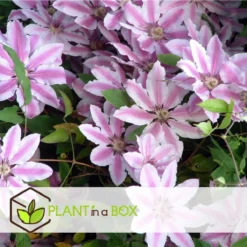 Plant In A Box - Mix Van 3 Clematis - Clematis Hybrid 'Mme Le Coultre', 'Hagley Hybrid', 'Polish Spirit' - Pot 9cm - Hoogte 25-40cm -Goedkope Groene Liefde Winkel 1200x1200 623