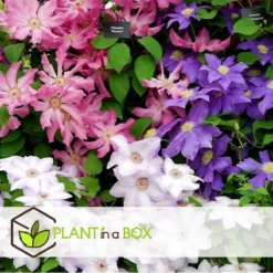 Plant In A Box - Mix Van 3 Clematis - Clematis Hybrid 'Mme Le Coultre', 'Hagley Hybrid', 'Polish Spirit' - Pot 9cm - Hoogte 25-40cm -Goedkope Groene Liefde Winkel 1200x1200 624