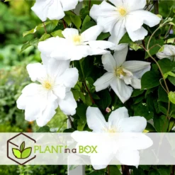 Plant In A Box - Mix Van 3 Clematis - Clematis Hybrid 'Mme Le Coultre', 'Hagley Hybrid', 'Polish Spirit' - Pot 9cm - Hoogte 25-40cm -Goedkope Groene Liefde Winkel 1200x1200 625