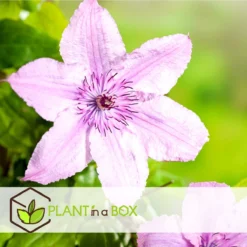 Plant In A Box - Mix Van 3 Clematis - Clematis Hybrid 'Mme Le Coultre', 'Hagley Hybrid', 'Polish Spirit' - Pot 9cm - Hoogte 25-40cm -Goedkope Groene Liefde Winkel 1200x1200 626