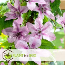 Plant In A Box - Mix Van 3 Clematis - Clematis Hybrid 'Mme Le Coultre', 'Hagley Hybrid', 'Polish Spirit' - Pot 9cm - Hoogte 25-40cm -Goedkope Groene Liefde Winkel 1200x1200 627
