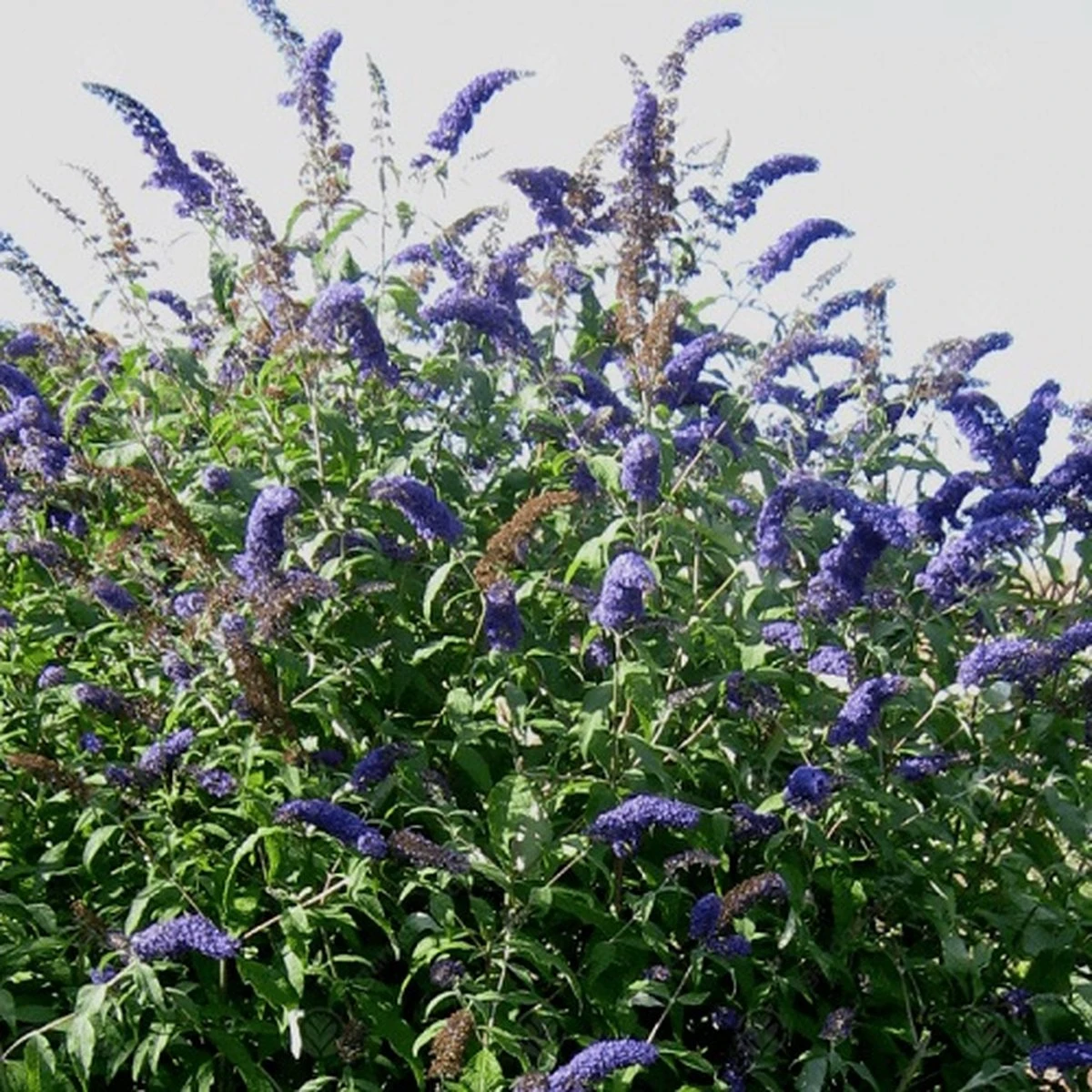 Buddleja Vlinderstruik Empire Blue - Blauwe Bloemen, Meerjarig En Winterhard | Vlinderplant / Vlinderstruiken - Aantrekkelijk Voor De Vlinder | 1.5 Liter Pot 4 Buddleja Vlinderstruik Empire Blue - Blauwe Bloemen, Meerjarig En Winterhard | Vlinderplant / Vlinderstruiken - Aantrekkelijk Voor De Vlinder | 1.5 Liter Pot - Afbeelding 2