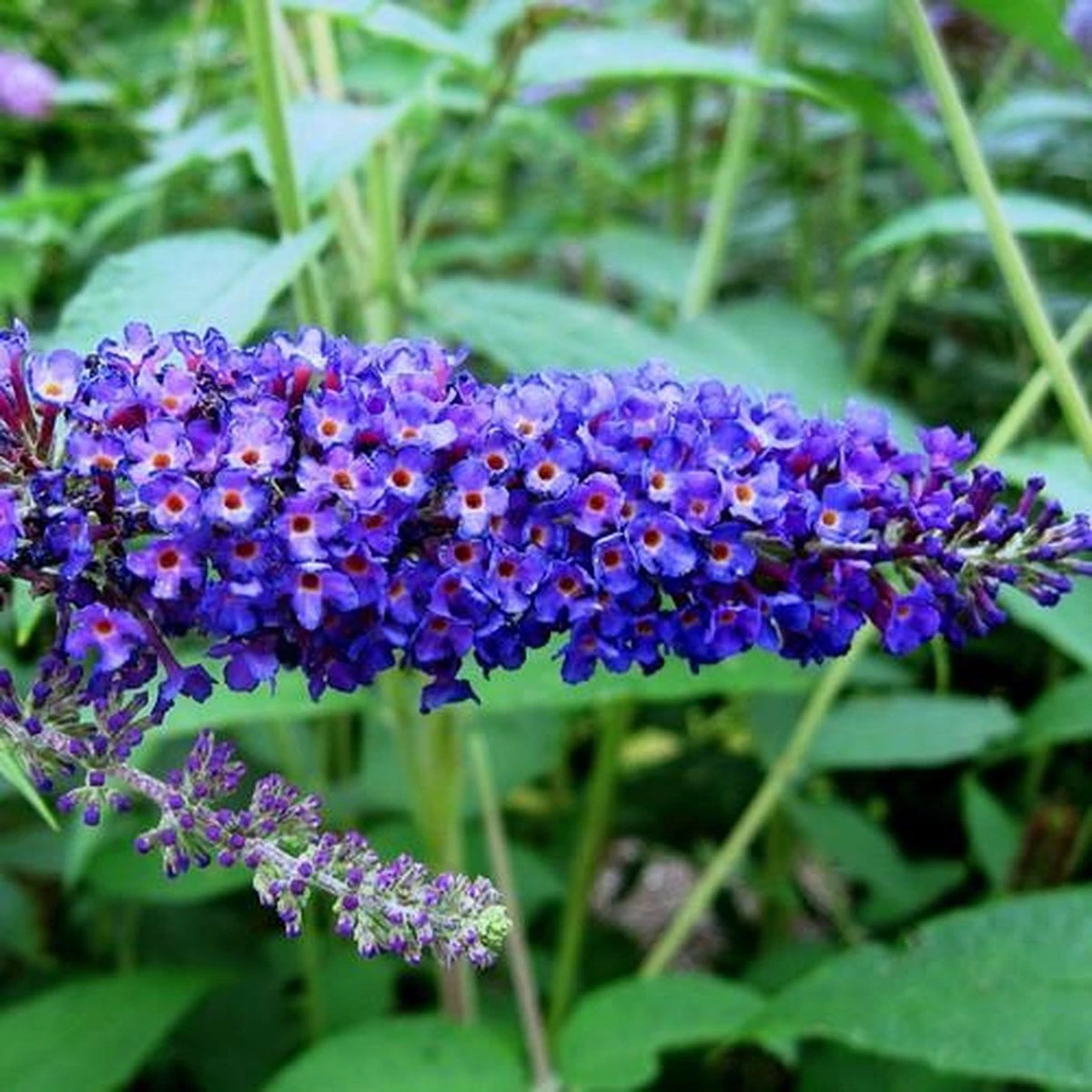 Buddleja Vlinderstruik Empire Blue - Blauwe Bloemen, Meerjarig En Winterhard | Vlinderplant / Vlinderstruiken - Aantrekkelijk Voor De Vlinder | 1.5 Liter Pot 6 Buddleja Vlinderstruik Empire Blue - Blauwe Bloemen, Meerjarig En Winterhard | Vlinderplant / Vlinderstruiken - Aantrekkelijk Voor De Vlinder | 1.5 Liter Pot - Afbeelding 4