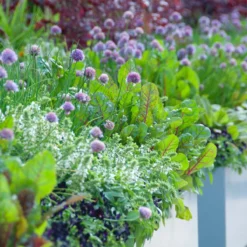 6x Biologische Tuinkruiden Mix - Tuinplanten Mix – Keuken Kruiden - ⌀9 Cm - 10-15 Cm -Goedkope Groene Liefde Winkel 1200x1200 633