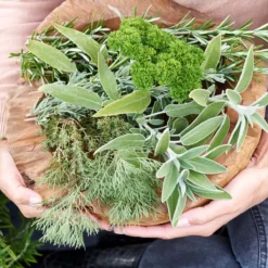 6x Biologische Tuinkruiden Mix - Tuinplanten Mix – Keuken Kruiden - ⌀9 Cm - 10-15 Cm -Goedkope Groene Liefde Winkel 1200x1200 634