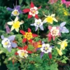 Aquilegia Mix - 5 Stuks Akelei Bijen Plant -Goedkope Groene Liefde Winkel 1200x1200 635