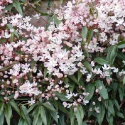 Clematis Apple Blossom | Roze - Meerjarig En Groenblijvend / Wintergroen - Winterharde Tuinplanten - Klimplant | 1.5 Liter Pot -Goedkope Groene Liefde Winkel 1200x1200 638