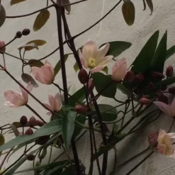 Clematis Apple Blossom | Roze - Meerjarig En Groenblijvend / Wintergroen - Winterharde Tuinplanten - Klimplant | 1.5 Liter Pot -Goedkope Groene Liefde Winkel 1200x1200 640