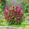 Merkloos 2x Buddleja Davidii Butterfly Candy ´Little Ruby´ – Dwergvlinderstruik In C3 Liter Pot -Goedkope Groene Liefde Winkel 1200x1200 641
