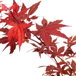 Acer Palmatum ‘Atropurpureum’, Rode Japanse Esdoorn - Hoogte 60cm - 3 Liter Pot -Goedkope Groene Liefde Winkel 1200x1200 644