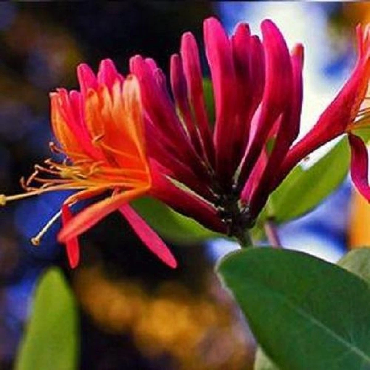 2 X Kamperfoelie Red World (Lonicera - Groenblijvend / Wintergroen): Set Van 2 Kamperfoelie Red World Klimplanten - Rood/Oranje & Winterharde Tuinplanten | 2 X 1,5 Liter Potten 3 2 X Kamperfoelie Red World (Lonicera - Groenblijvend / Wintergroen): Set Van 2 Kamperfoelie Red World Klimplanten - Rood/Oranje & Winterharde Tuinplanten | 2 X 1,5 Liter Potten