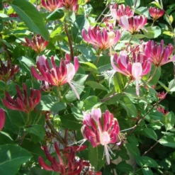 2 X Kamperfoelie Red World (Lonicera - Groenblijvend / Wintergroen): Set Van 2 Kamperfoelie Red World Klimplanten - Rood/Oranje & Winterharde Tuinplanten | 2 X 1,5 Liter Potten 8 2 X Kamperfoelie Red World (Lonicera - Groenblijvend / Wintergroen): Set Van 2 Kamperfoelie Red World Klimplanten - Rood/Oranje & Winterharde Tuinplanten | 2 X 1,5 Liter Potten -Goedkope Groene Liefde Winkel 1200x1200 648