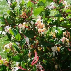 2 X Kamperfoelie Red World (Lonicera - Groenblijvend / Wintergroen): Set Van 2 Kamperfoelie Red World Klimplanten - Rood/Oranje & Winterharde Tuinplanten | 2 X 1,5 Liter Potten 9 2 X Kamperfoelie Red World (Lonicera - Groenblijvend / Wintergroen): Set Van 2 Kamperfoelie Red World Klimplanten - Rood/Oranje & Winterharde Tuinplanten | 2 X 1,5 Liter Potten -Goedkope Groene Liefde Winkel 1200x1200 649