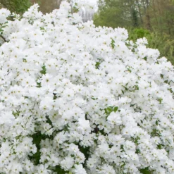 Exochorda 'The Bride' - Parelstruik 50-60 Cm Pot -Goedkope Groene Liefde Winkel 1200x1200 653