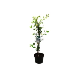 Exochorda 'The Bride' - Parelstruik 50-60 Cm Pot -Goedkope Groene Liefde Winkel 1200x1200 654