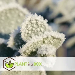 Plant In A Box - Eucalyptus Pulverulenta 'Baby Blue' - Set Van 2 - Pot 13cm - Hoogte 25-40cm -Goedkope Groene Liefde Winkel 1200x1200 658