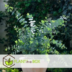 Plant In A Box - Eucalyptus Pulverulenta 'Baby Blue' - Set Van 2 - Pot 13cm - Hoogte 25-40cm -Goedkope Groene Liefde Winkel 1200x1200 659