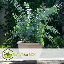 Plant In A Box - Eucalyptus Pulverulenta 'Baby Blue' - Set Van 2 - Pot 13cm - Hoogte 25-40cm -Goedkope Groene Liefde Winkel 1200x1200 660