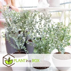 Plant In A Box - Eucalyptus Pulverulenta 'Baby Blue' - Set Van 2 - Pot 13cm - Hoogte 25-40cm -Goedkope Groene Liefde Winkel 1200x1200 661