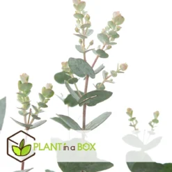 Plant In A Box - Eucalyptus Pulverulenta 'Baby Blue' - Set Van 2 - Pot 13cm - Hoogte 25-40cm -Goedkope Groene Liefde Winkel 1200x1200 662
